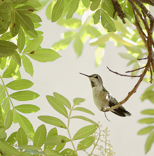 hummingbirds