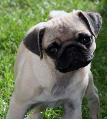 pug