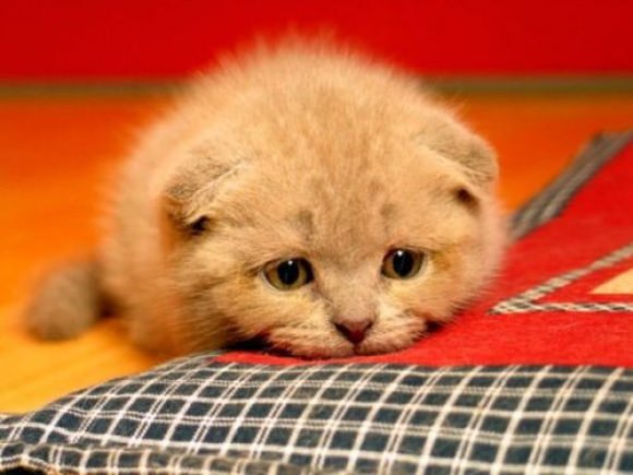 adorable sad animals
