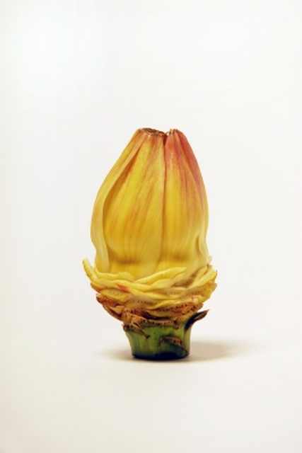 artichoke