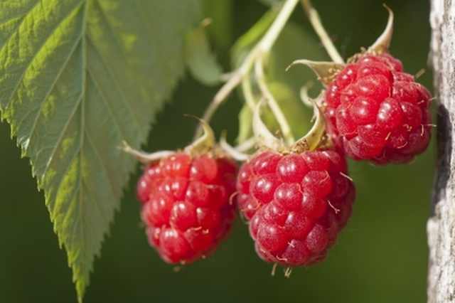 raspberries