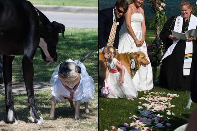 pet weddings