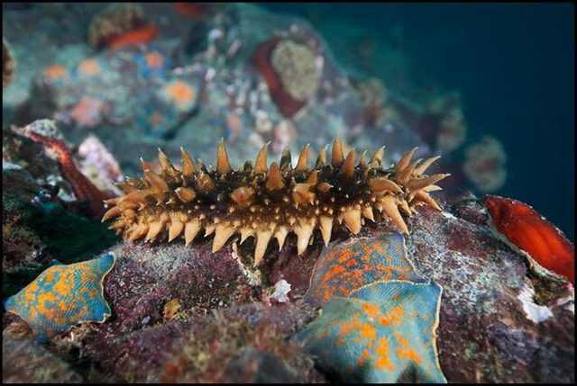 underwater photography