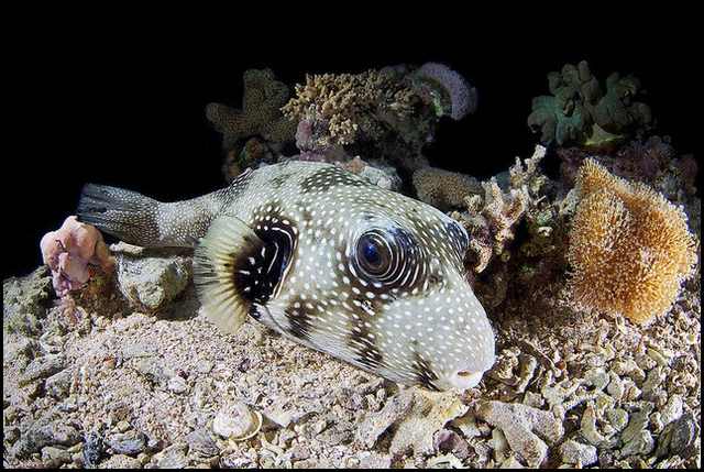 underwater photography