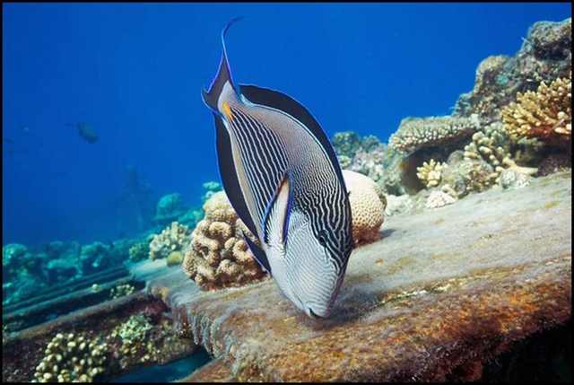 underwater photography