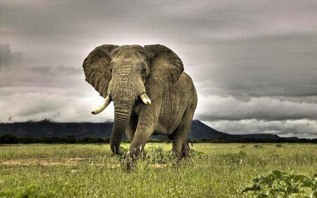 The Bigger, the Better! - The 15 Largest Animals