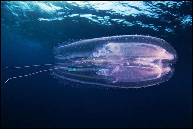 underwater photography