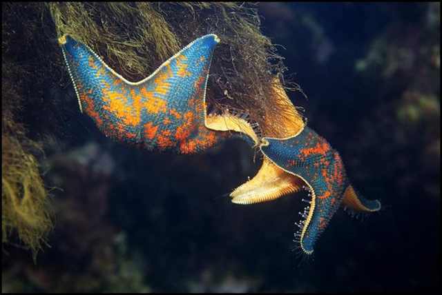 underwater photography