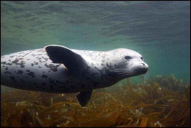 underwater photography