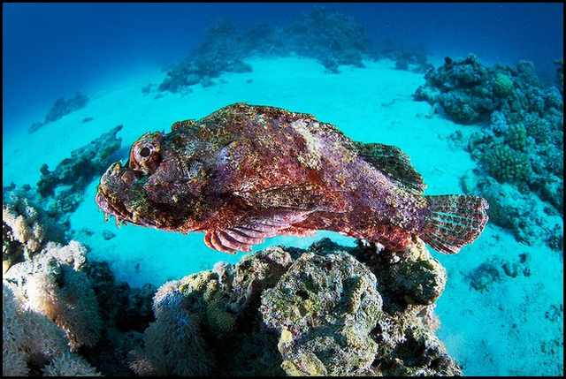 underwater photography