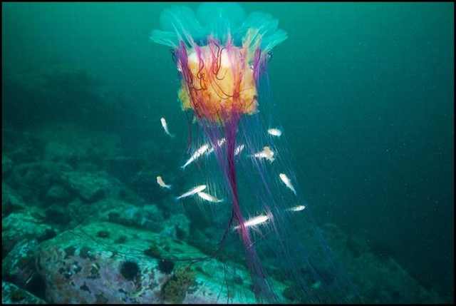 underwater photography