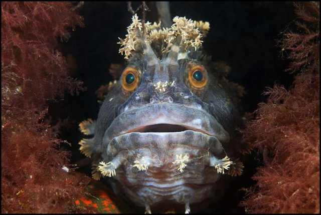 underwater photography