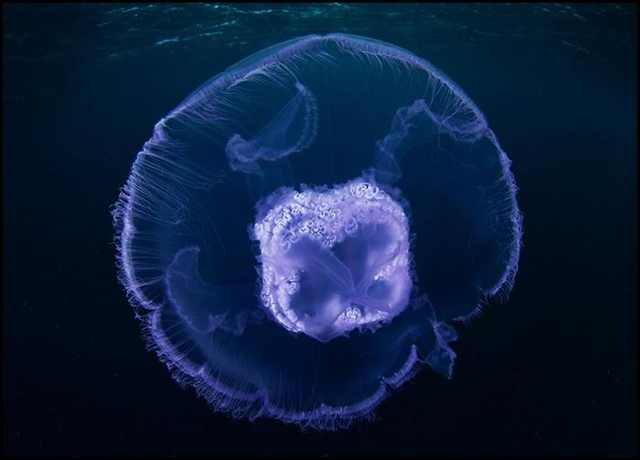 underwater photography