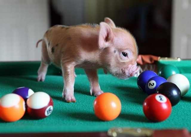 piglets