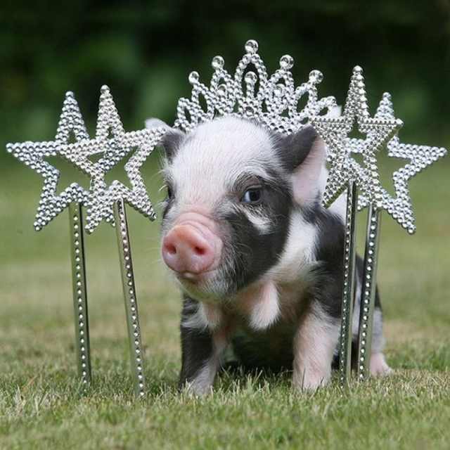 piglets