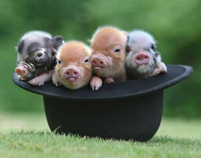 piglets