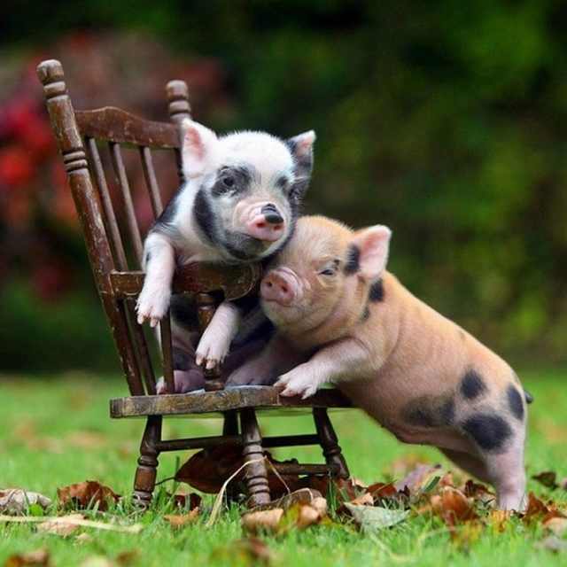 piglets