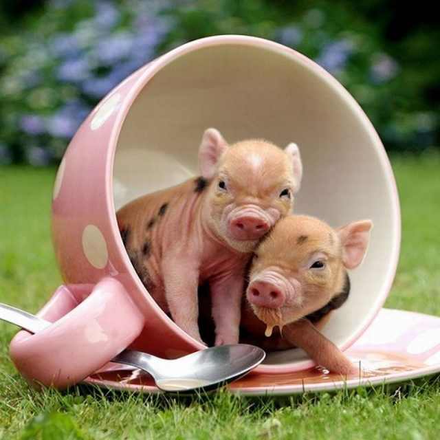 piglets