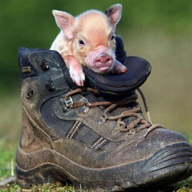 piglets