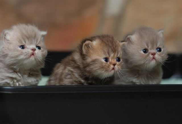 little fluffy cats