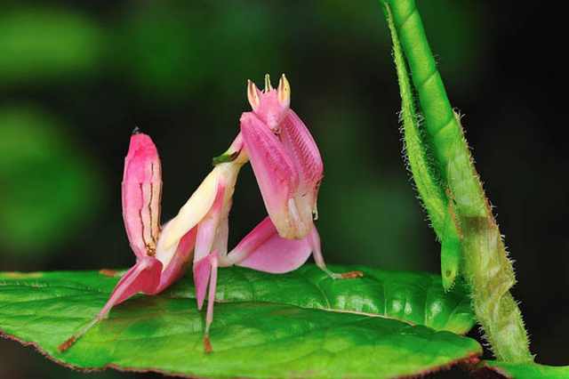orchid mantis 5