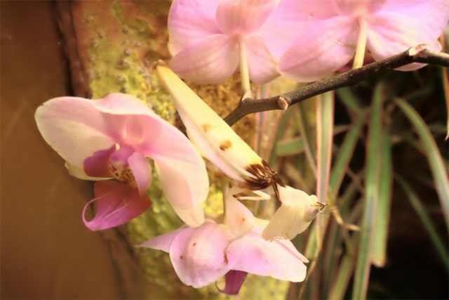 orchid mantis 7