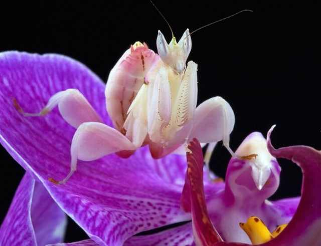 orchid mantis