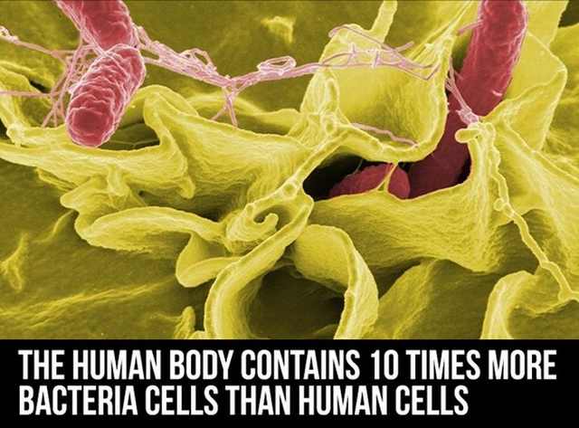 human body facts