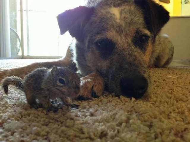 squirrel friendship