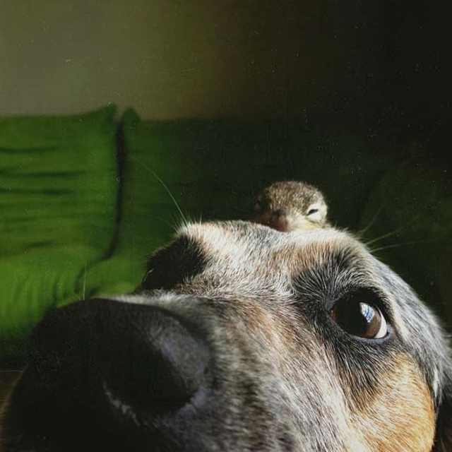 squirrel friendship