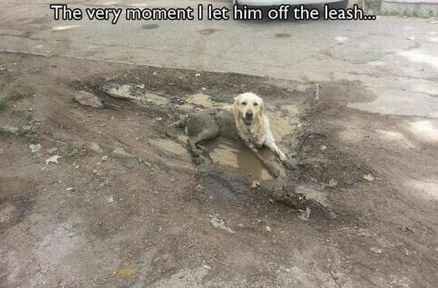 funny dog photos