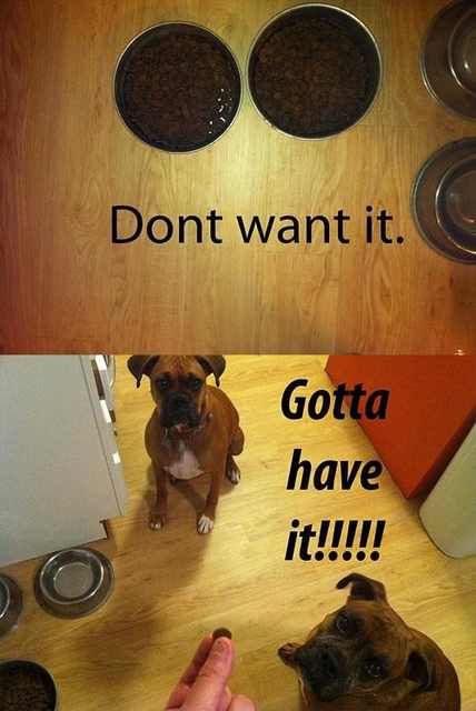 funny dog photos