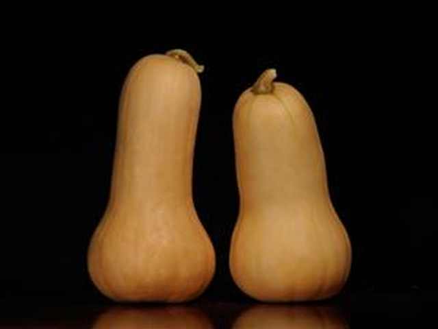 butternut squash