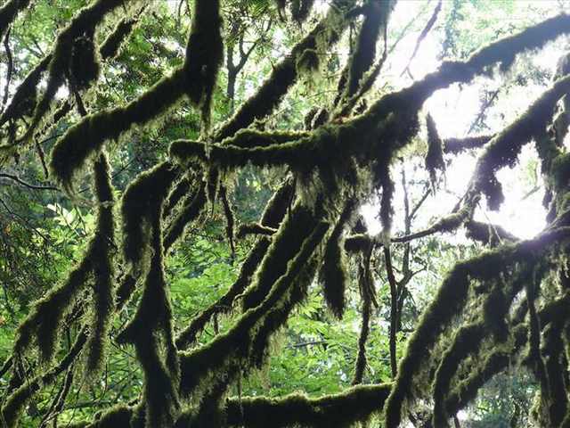 puzzlewood forest photos