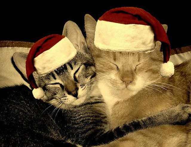 Christmas cats