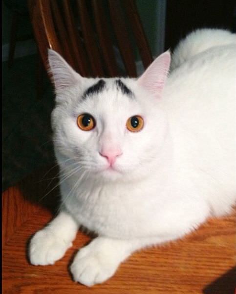 Cat With Eyebrows