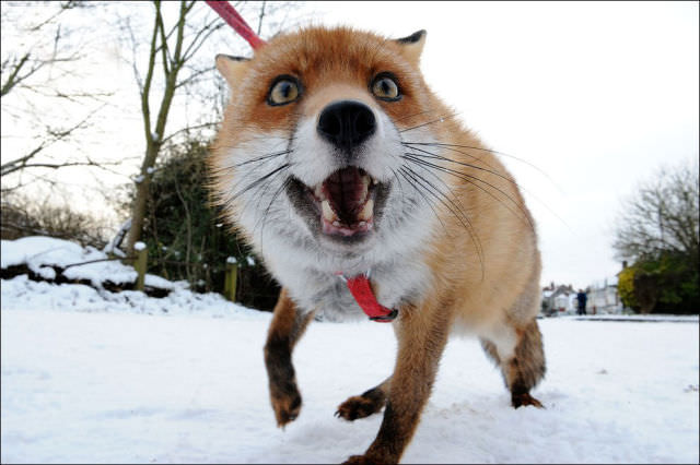 pet fox