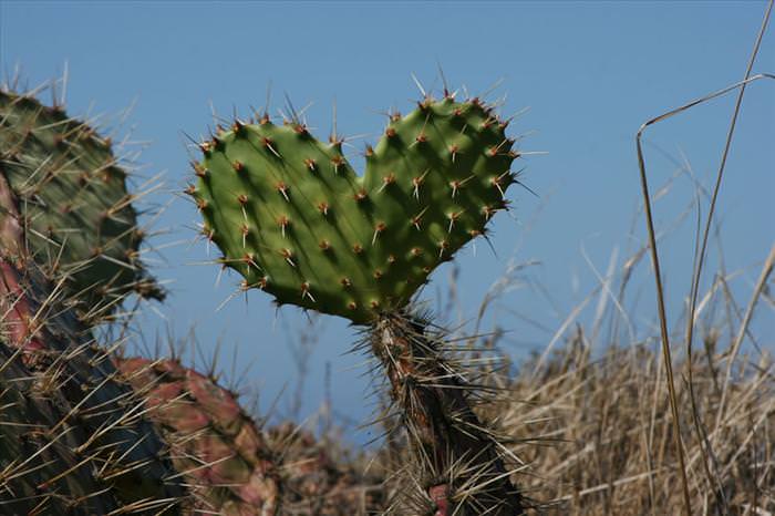 photos of natural heart shapes