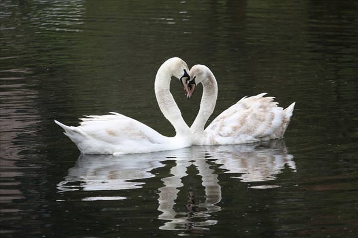 photos of natural heart shapes