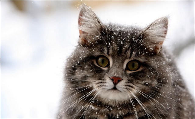 photos of cats in the snow