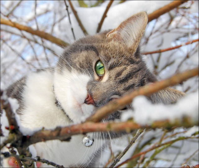 photos of cats in the snow