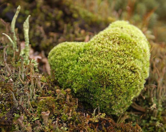 photos of natural heart shapes