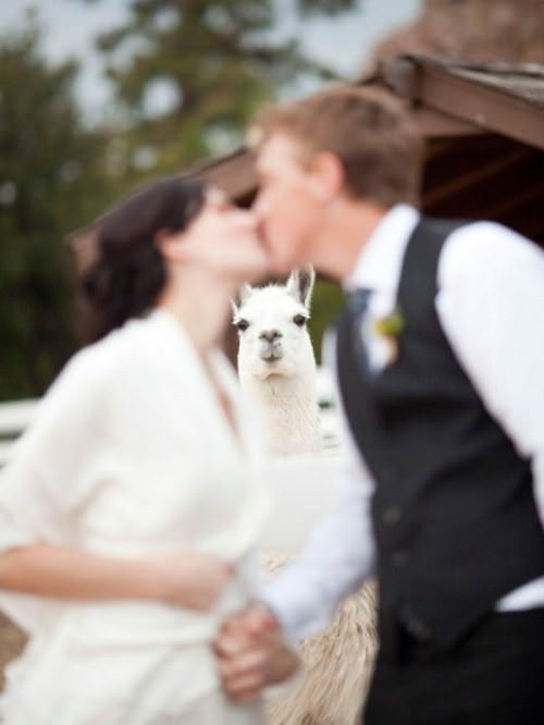 funny llama photos