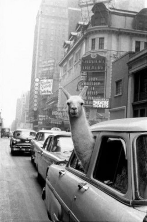 funny llama photos