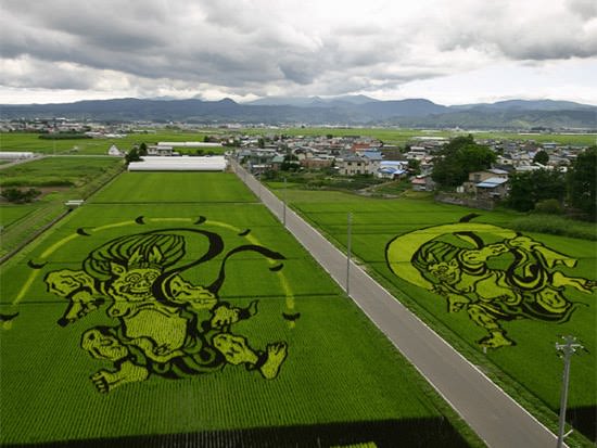 rice field art