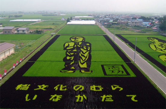 rice field art