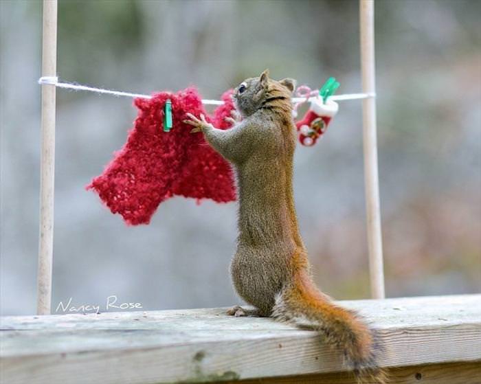 cute squirrel photos