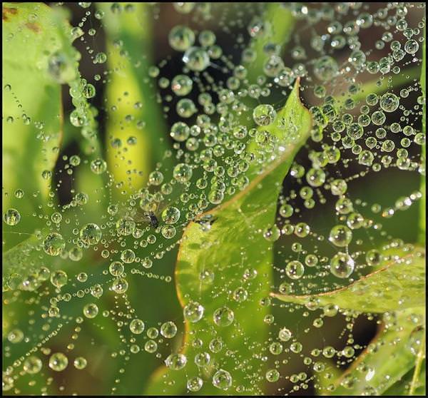 photos of beautiful drops