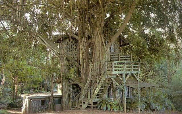 amazing tree houses