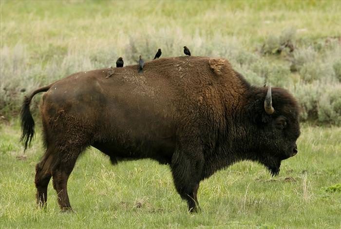 Bisons of Yellowstone
